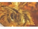 Very nice Rare Big 12mm Honey Bee Apoidea. Fossil insect in Big 55g Ukrainian Rovno amber stone #13197R