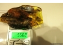 Very nice Rare Big 12mm Honey Bee Apoidea. Fossil insect in Big 55g Ukrainian Rovno amber stone #13197