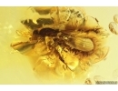 Rare Muscoid fly Acalyptratae, Fungus gnat Mycetophilidae and Ant. Fossil inclusions Baltic amber #13200