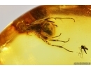 Rare Muscoid fly Acalyptratae, Fungus gnat Mycetophilidae and Ant. Fossil inclusions Baltic amber #13200