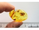 Rare Muscoid fly Acalyptratae, Fungus gnat Mycetophilidae and Ant. Fossil inclusions Baltic amber #13200