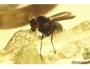 Rare Micro-Dolichopodidae. Fossil insect in Ukrainian Rovno amber #13203R