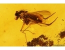 3 Long-legged flies Dolichopodidae. Fossil Inclusions Baltic amber #13206