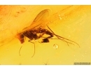 3 Long-legged flies Dolichopodidae. Fossil Inclusions Baltic amber #13206