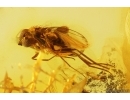 Action! Long-legged fly Dolichopodidae with Mite Acari! Fossil Inclusions Baltic amber #13207