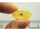 Action! Long-legged fly Dolichopodidae with Mite Acari. Fossil Inclusions Baltic amber #13208