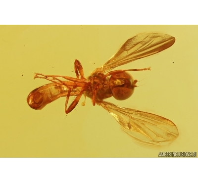 Nice Hover Fly Syrphidae. Fossil inclusion in Baltic amber #13209