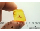 Nice Hover Fly Syrphidae. Fossil inclusion in Baltic amber #13209