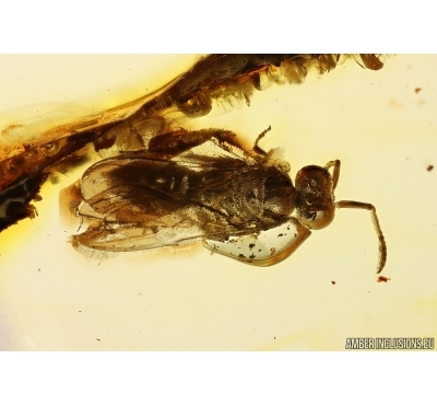 Nice Wasp Hymenoptera. Fossil inclusion Ukrainian Rovno amber #13214R