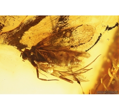 Nice Moth Lepidoptera. Fossil inclusion in Baltic amber #13215