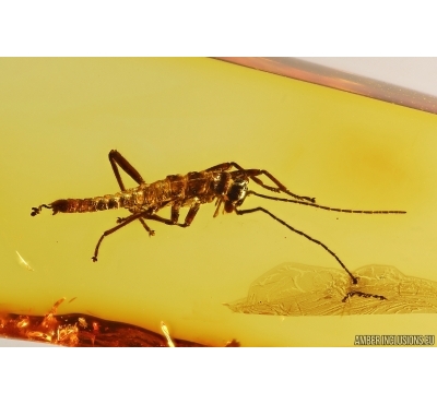 Walking stick Phasmatodea with Coprolites. Fossil inclusions Baltic amber #13216