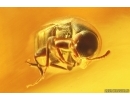 Nice False darkling beetle Melandryidae Abdera hoffeinsorum. Fossil insect Baltic amber #13222