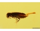 Nice False darkling beetle Melandryidae Abdera hoffeinsorum. Fossil insect Baltic amber #13222