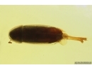 Nice False darkling beetle Melandryidae Abdera hoffeinsorum. Fossil insect Baltic amber #13222