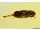 Nice False darkling beetle Melandryidae Abdera hoffeinsorum. Fossil insect Baltic amber #13222