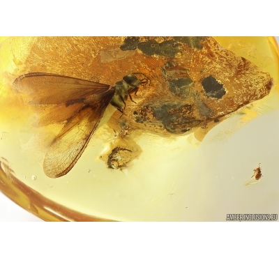 Nice Termite Isoptera and Rove beetle Staphylinidae Pselaphinae. Fossil inclusions Baltic amber #13226