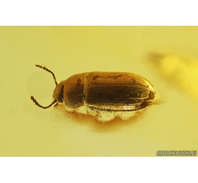 Beetle Coleoptera and Dark-Winged fungus gnat Sciaridae. Fossil insects Baltic amber #13227