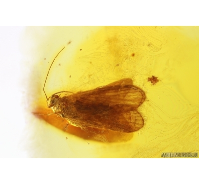 Nice Caddisfly Trichoptera. Fossil insect Baltic amber #13228
