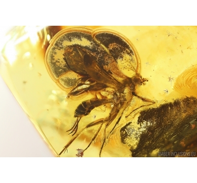 Big Wasp Ichneumonidae. Fossil insect Ukrainian Rovno amber #13229R