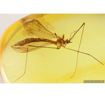 Action! Crane Fly Limoniidae with Mite Acari. Fossil insects Baltic amber #13231