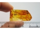 Nice Rare Walking stick Phasmatodea. Fossil inclusion Baltic amber #13236