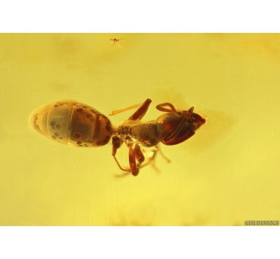 Ant Hymenoptera. Fossil insect in Baltic amber #13243
