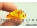 Ant Hymenoptera. Fossil insect in Baltic amber #13243