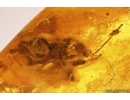 Rare Ant Ant Formicidae ?Camponotus and long-legged fly Dolichopodidae. Fossil insects Baltic amber #13248