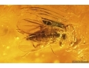 Rare Ant Ant Formicidae ?Camponotus and long-legged fly Dolichopodidae. Fossil insects Baltic amber #13248
