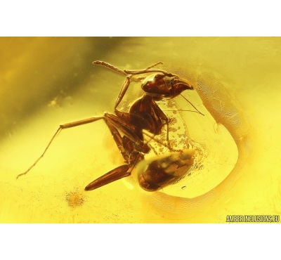 Ant Formicidae Formica flori. Fossil insect in Baltic amber #13250