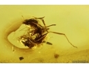Ant Formicidae Formica flori. Fossil insect in Baltic amber #13250