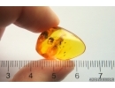 Ant Formicidae Formica flori. Fossil insect in Baltic amber #13250