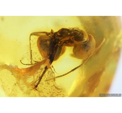 Ant Formicidae Formica cf. flori and Beetle Coleoptera. Fossil inclusions Baltic amber #13251