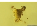 Ant Formicidae Ctenobethylus goepperti and Springtail Collembola. Fossil insects Baltic amber #13259