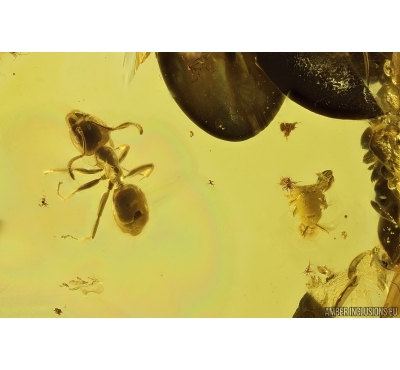 Ant Formicidae Ctenobethylus goepperti and Springtail Collembola. Fossil insects Baltic amber #13259