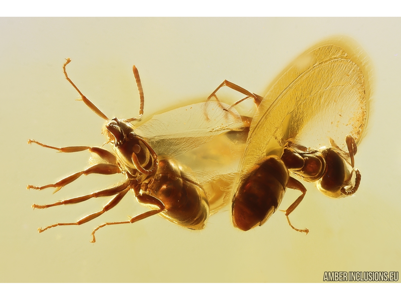 Two Ants Formicidae Ctenobethylus goepperti. Fossil insects Baltic ...