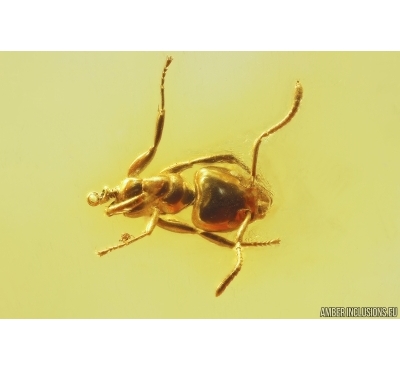Fragment of Ant Formicidae Ctenobethylus goepperti. Fossil insect Baltic amber #13264