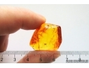 Fragment of Ant Formicidae Ctenobethylus goepperti. Fossil insect Baltic amber #13264