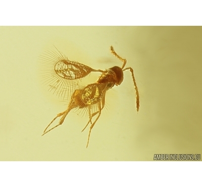 Rare Parasitic wasp Mymarommatidae and Ant Hymenoptera. Fossil Inclusions Baltic amber #13266