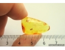 Rare Parasitic wasp Mymarommatidae and Ant Hymenoptera. Fossil Inclusions Baltic amber #13266