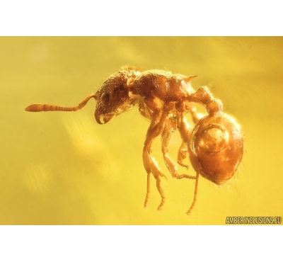Rare Ant Formicidae Eotemnothorax gracilis. Fossil inclusion in Baltic amber stone #13275
