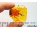 Nice Rare Ant Formicidae Formica gustawi. Fossil insect Ukrainian Rovno amber #13277R