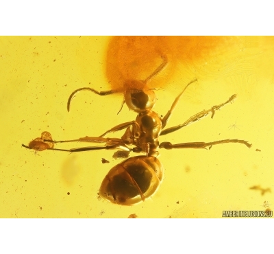 Nice Rare Ant Formicidae Formica gustawi. Fossil insect Ukrainian Rovno amber #13277R