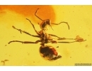 Nice Rare Ant Formicidae Formica gustawi. Fossil insect Ukrainian Rovno amber #13277R