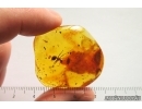 Nice Rare Ant Formicidae Formica gustawi. Fossil insect Ukrainian Rovno amber #13277R