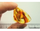 Winged Ant Formicidae Formica. Fossil insect Ukrainian Rovno amber #13278R