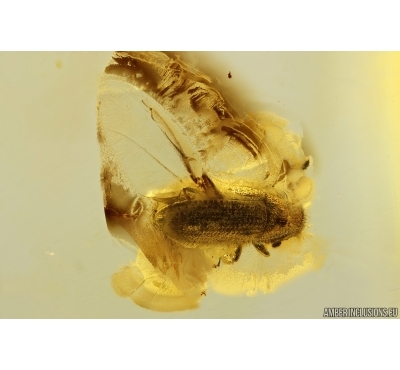 Bark Beetle Curculionidae Scolytinae. Fossil insect Ukrainian Rovno amber #13291R