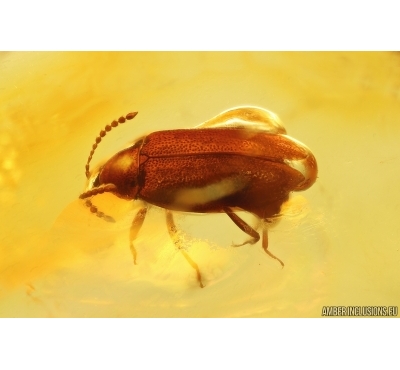 Rare Rove beetle Staphylinidae Omaliinae. Fossil insect Baltic amber #13293