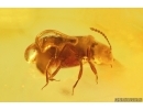 Rare Rove beetle Staphylinidae Omaliinae. Fossil insect Baltic amber #13293