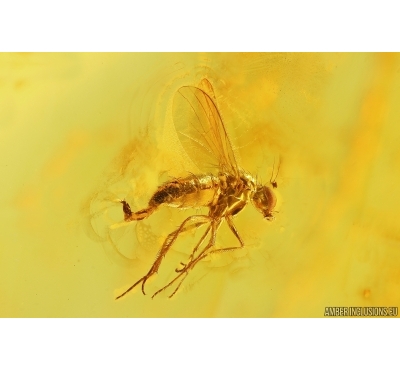 Nice Long-legged fly Dolichopodidae. Fossil Inclusion Baltic amber #13297